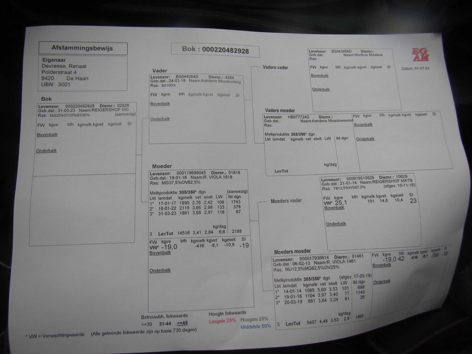 Saanen iezi (masculi) si ieduțe (femele)