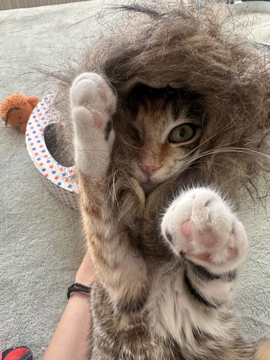 Pisicuta Calico cauta casuta