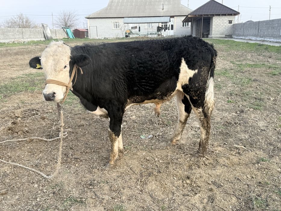 Ақ бас өгіз………..