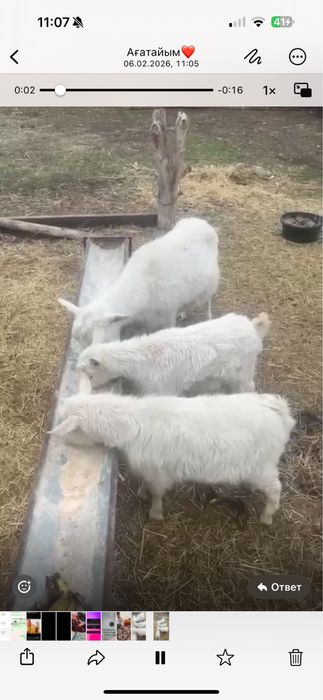 Ешкі сатылады хабарласыңыздар