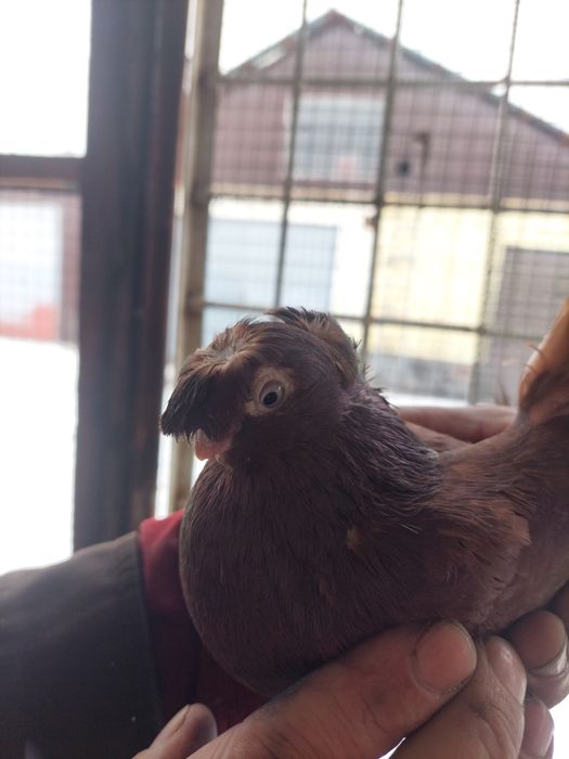 Красный голубь самец