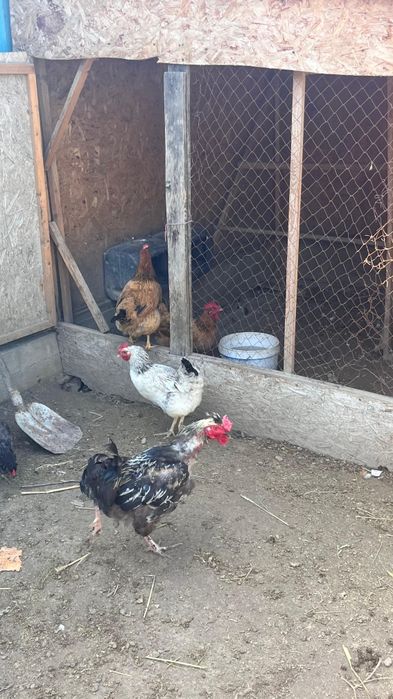 Курица петух кучинский