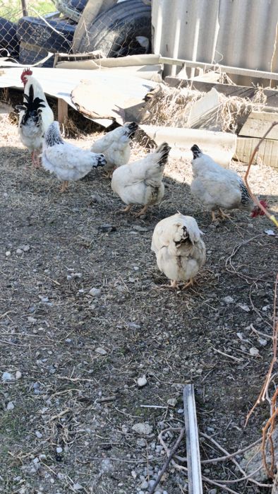 Яйцо Адлер  , несушка жұмыртқалары