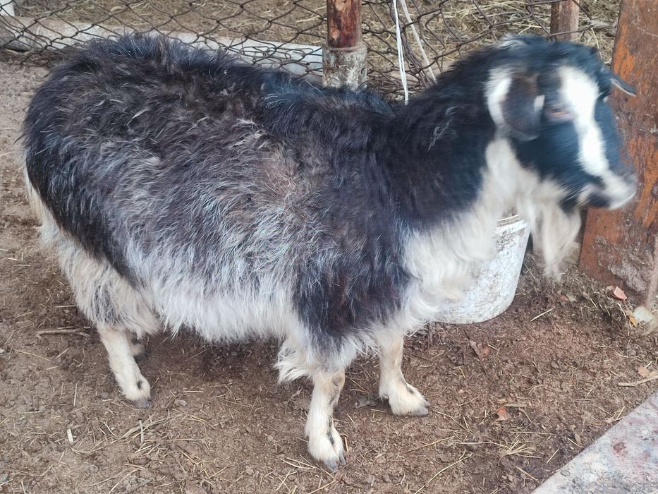 Буаз ешкі сатылады