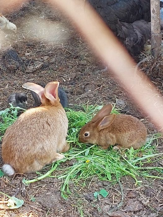 Кролики разных возрастов