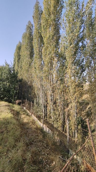 Jaydari terak sotiladi