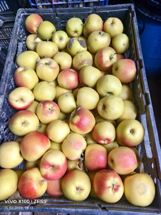 Яблоки сорт карэ