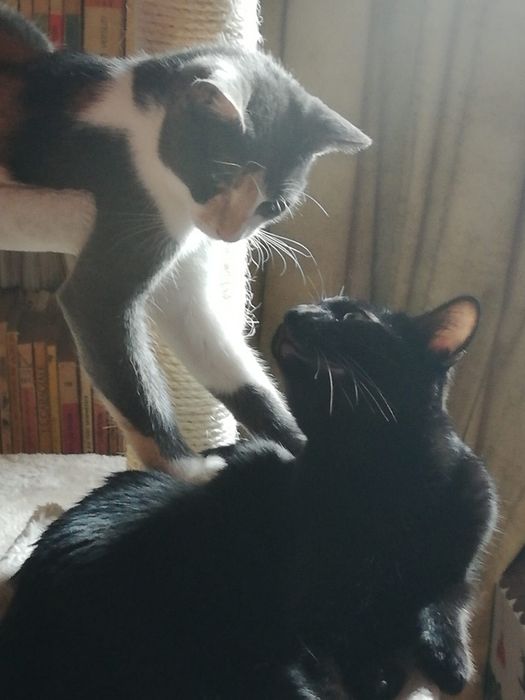 Cat Sitting de LUX – „Olimpul Pisicilor”