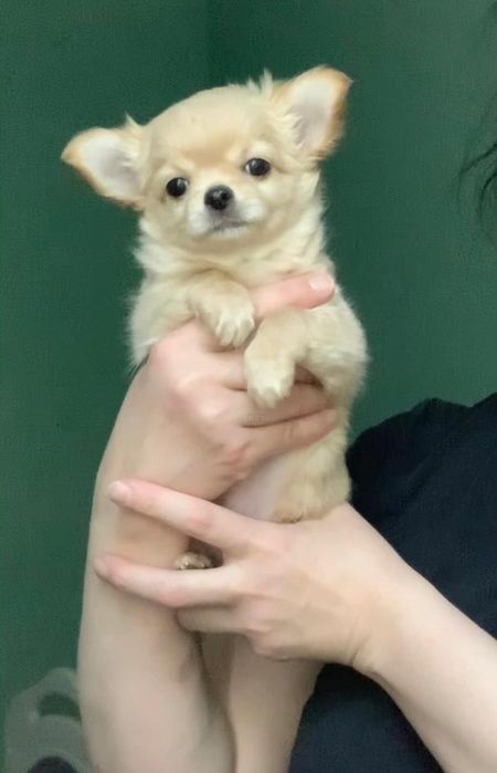 Малыши Чихуахуа,2 мальчика