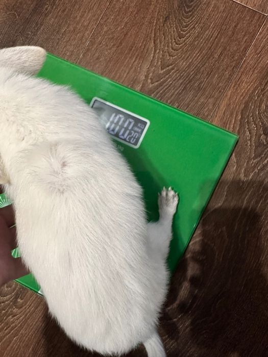 Миниатюрно Мъжко Чихуахуа