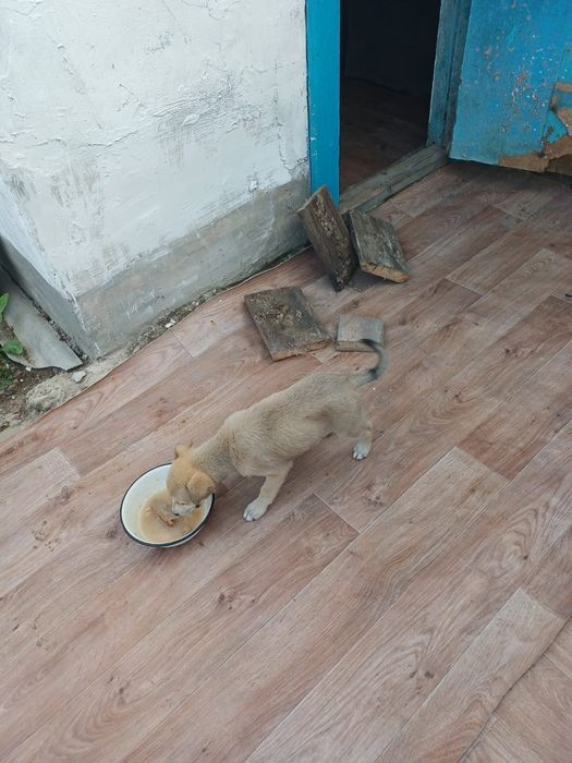 Мальчик в добрые руки