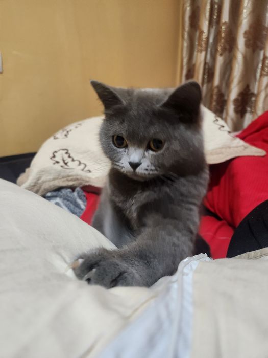 Кошка мушукча жудда акилли латок билади