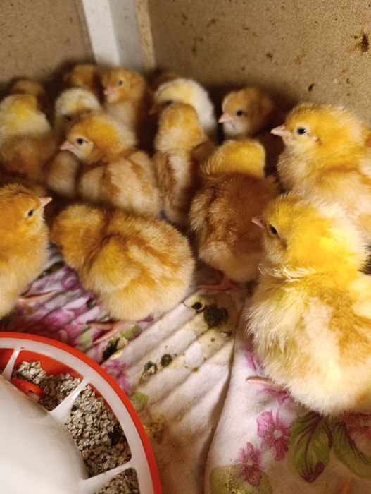 Продам суточных цыплят