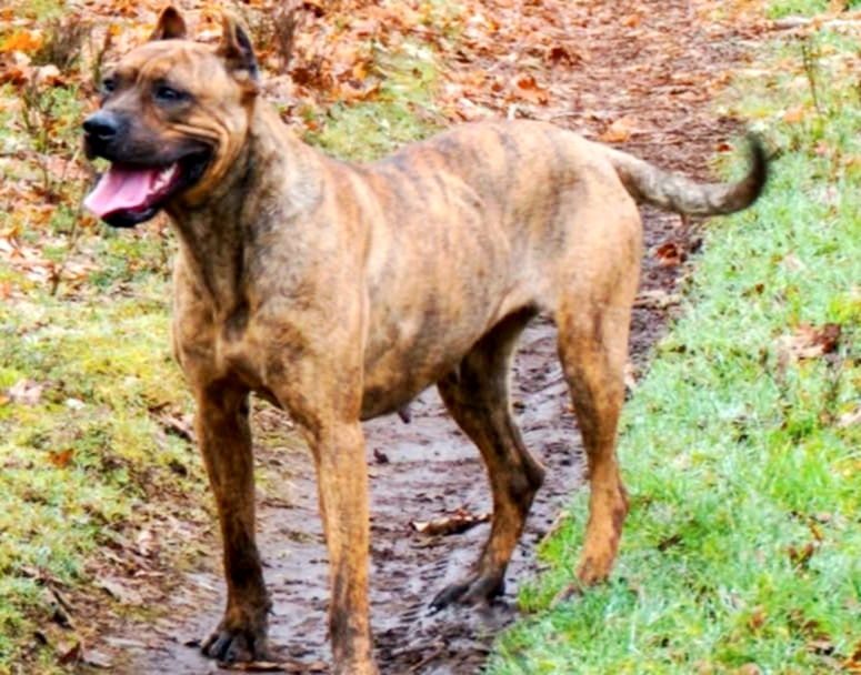 Alano spaniol rasa unica