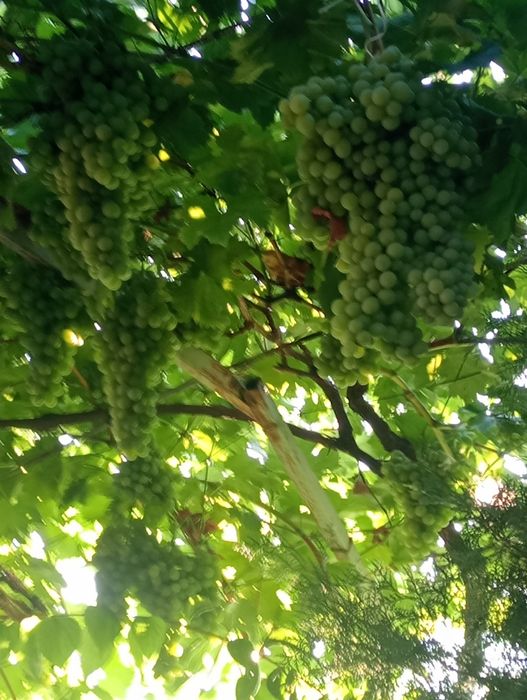 Butași vita de vie diverse soiuri de masă și de vin