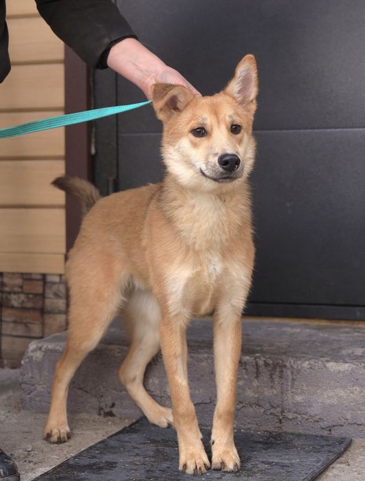 Красивый щенок 6 мес. Ник ищет дом