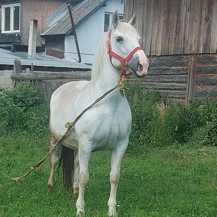 Vând iapă gestantă