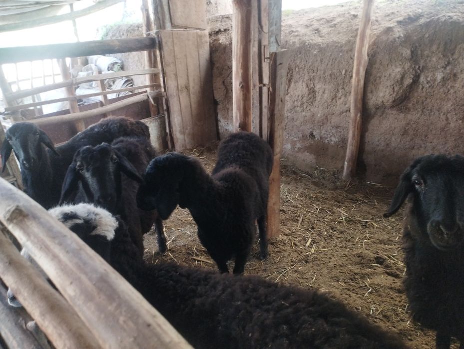 Boʻgʻoz soligʻla bor