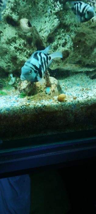 Чифтове Зебровидни цихлиди