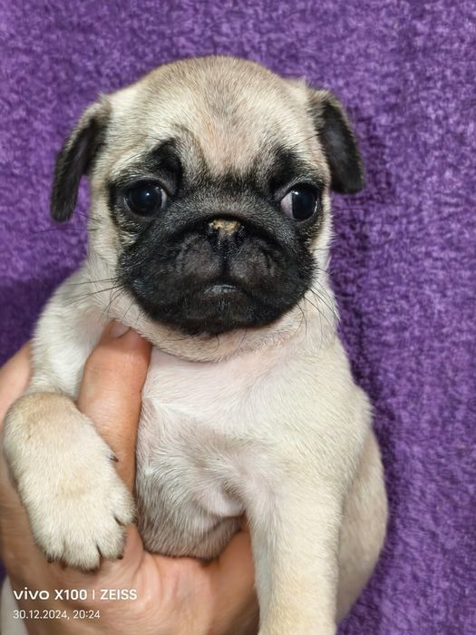 Очаровательные щенки мопса.