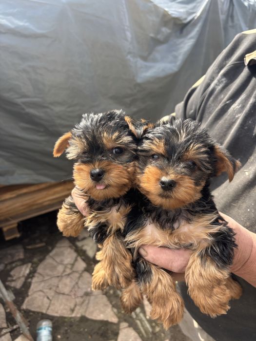 Йоркширски териер