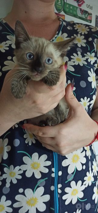 Продаются котята