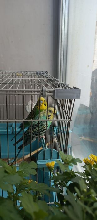 Продам попугаев с клеткой