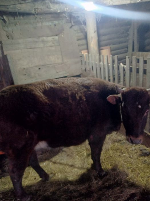 Продам стельную корову