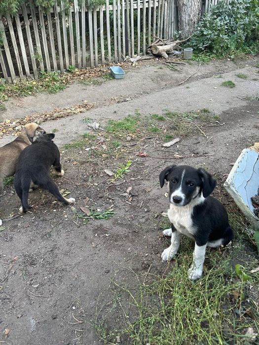 Отдаю щенят, даром