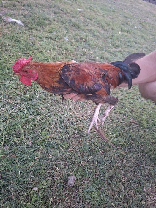 Vând 3 cocosei de munte