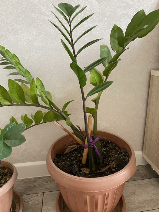 Замиокулькас