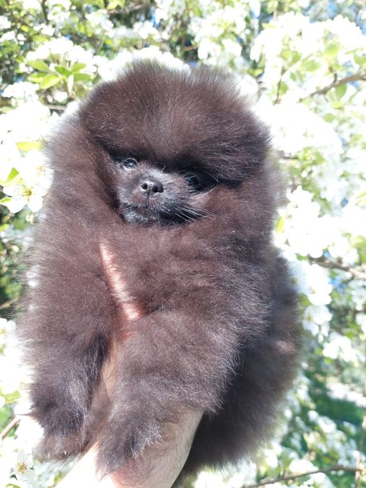 Mascul Pomeranian cu pedigree ACHR