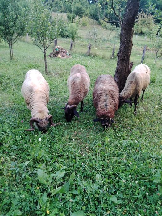 Vând 3 oi Carabașe + 1 berbec rasa Țurcan – sănătoase, bine întreținute