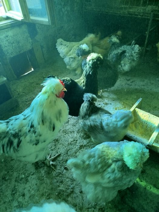 Ofertă  !!! ouă pentru incubat de la găini moțate