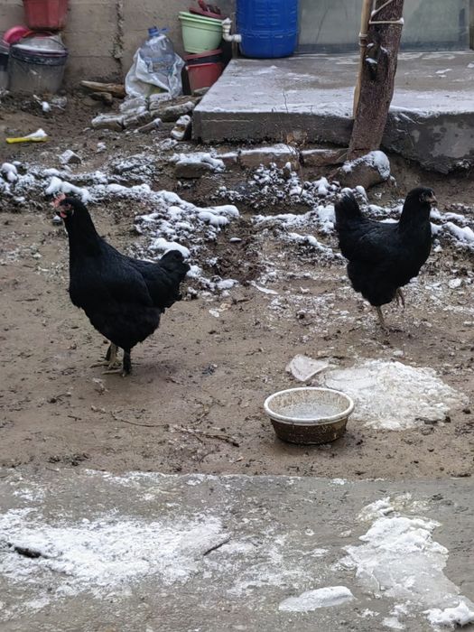 Товуклар сотилади