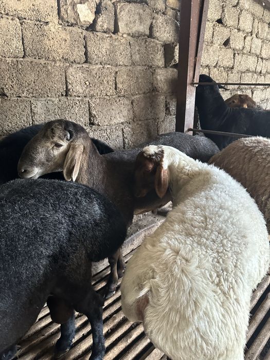 Qassob hizmati va qo'chqorlar