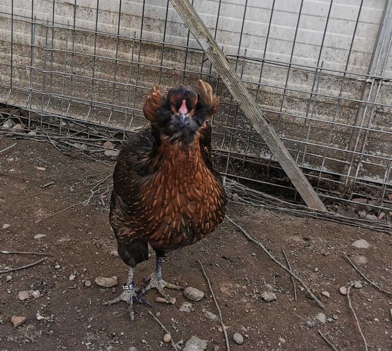 Oua Araucana potarnichiu, rasa pura