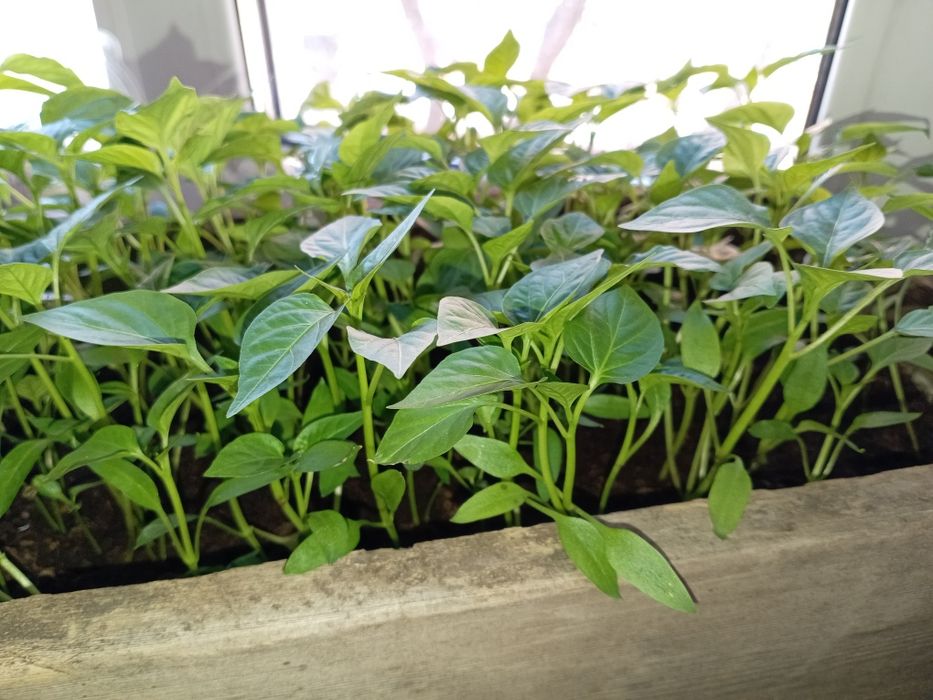 Рассада помидор, сладкого перца.