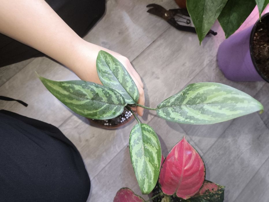 Бамбук и многое другое