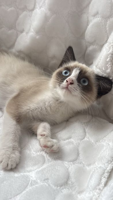 Котенок девчока ищет дом