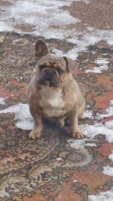 Продам щенка француза