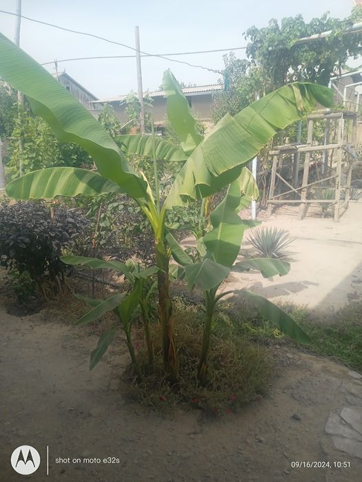 Банан кошеттеры бар