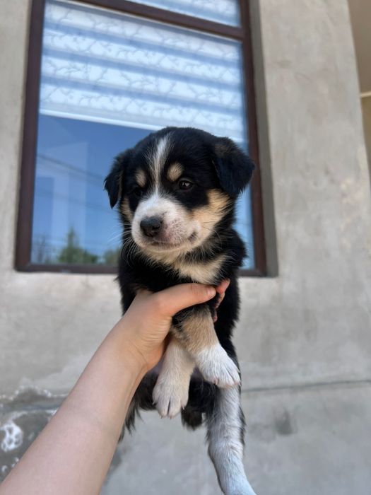 3 щеночек продается