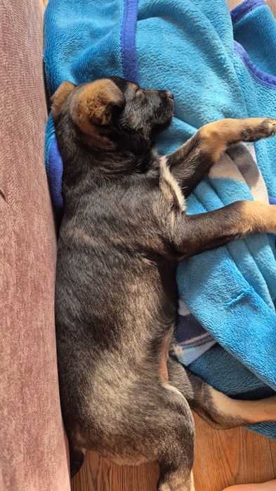 Отдам щенка-девочка возраст 2.5 месяца