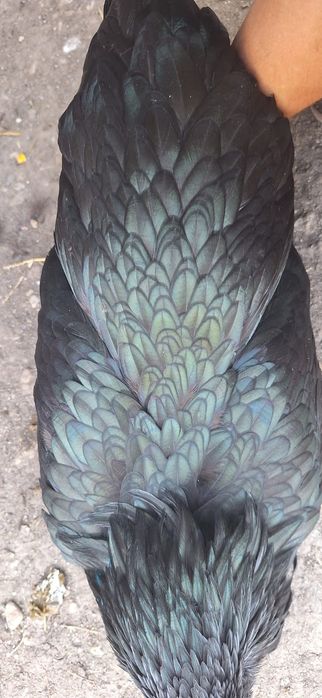 Vând puicii de austrlorop și cocoși