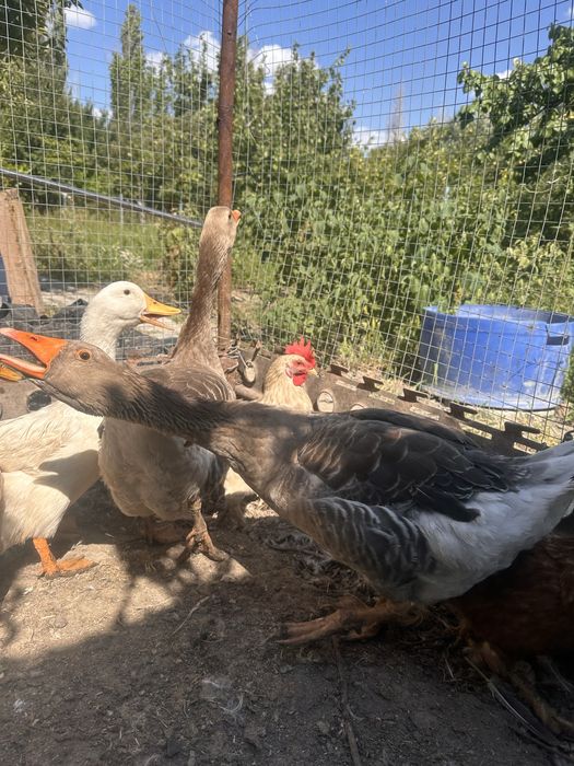 Продам серого Гуся