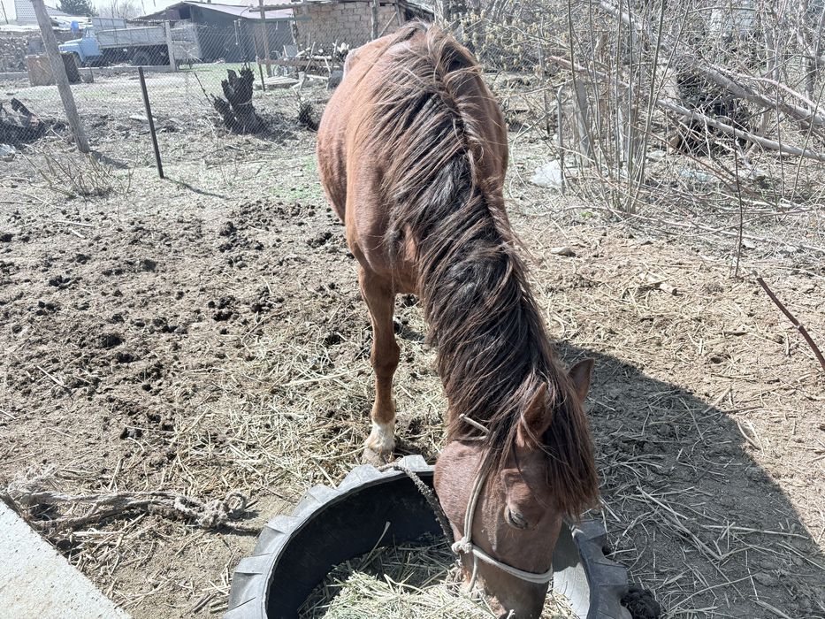 Обмен айғырға көкпар көрген