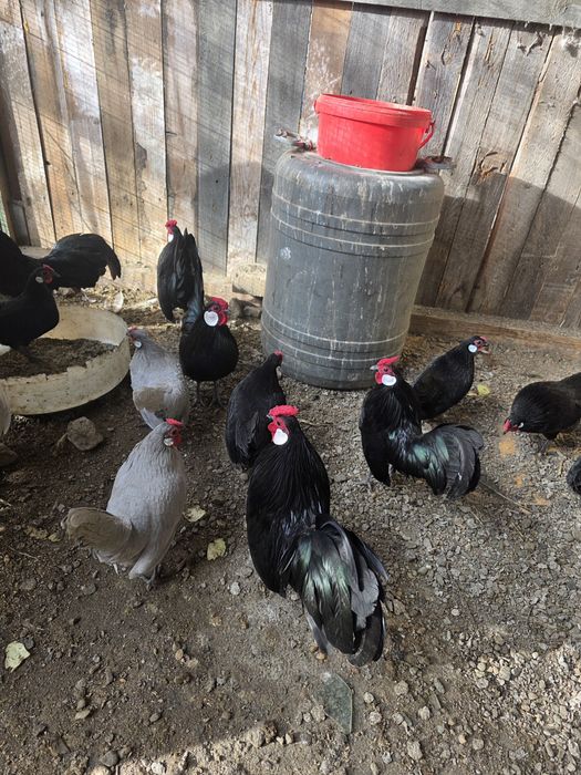 De vânzare  ,Cocoșii Rozecomb Bantam