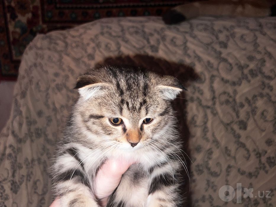 Котенок  породистый