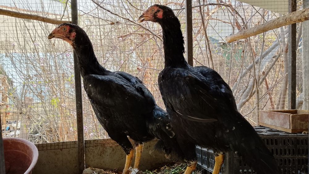 Kakliklar kulangi qora tovuqlar